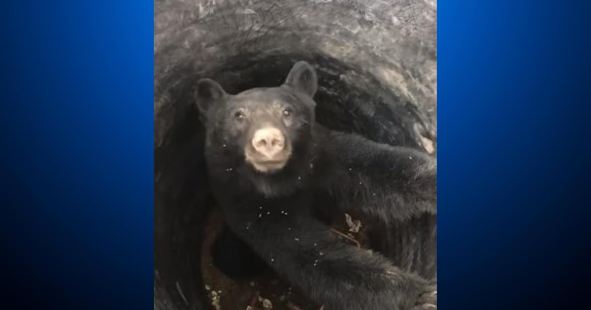 Bear Rescued From Culvert In Steamboat Springs - CBS Colorado