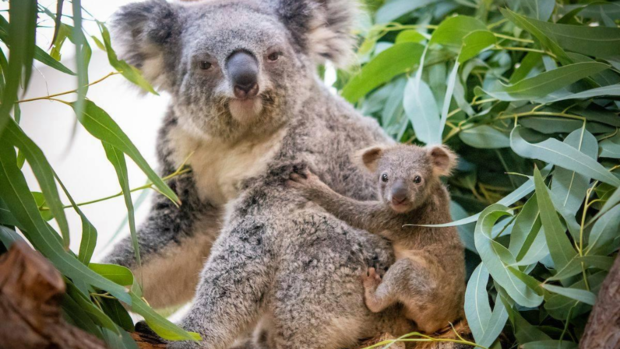 cleveland-koala-joey-1 