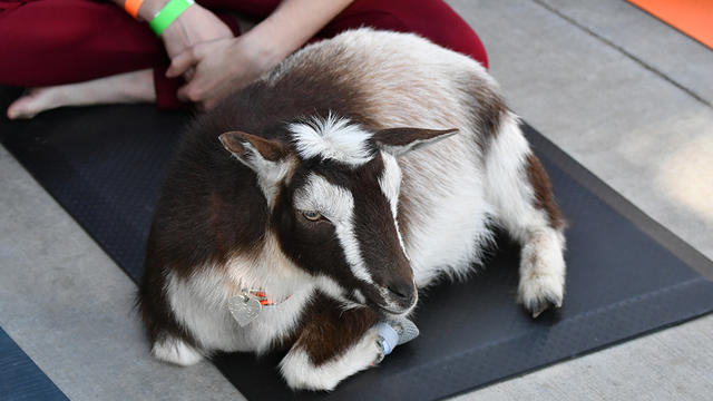 goatyoga.jpg 