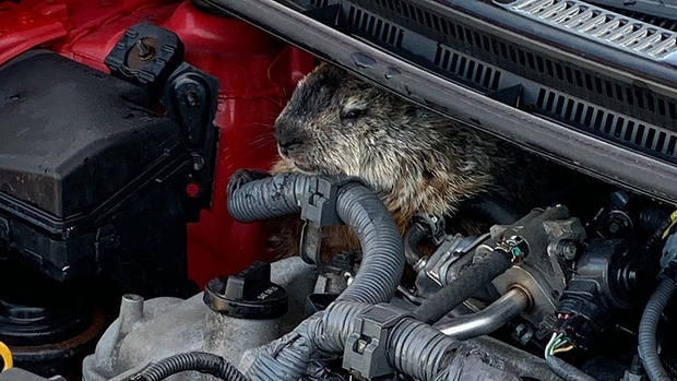 groundhog stuck in car 