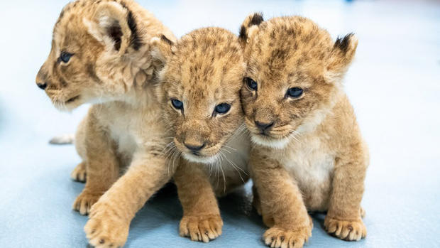 lioncubs 