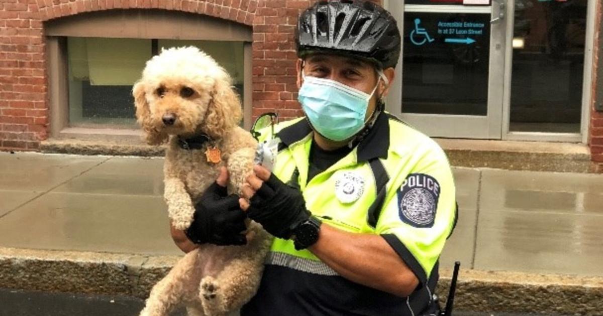 Dog Locks Owner Out Of Idling Car On Northeastern Move-In Day - CBS Boston