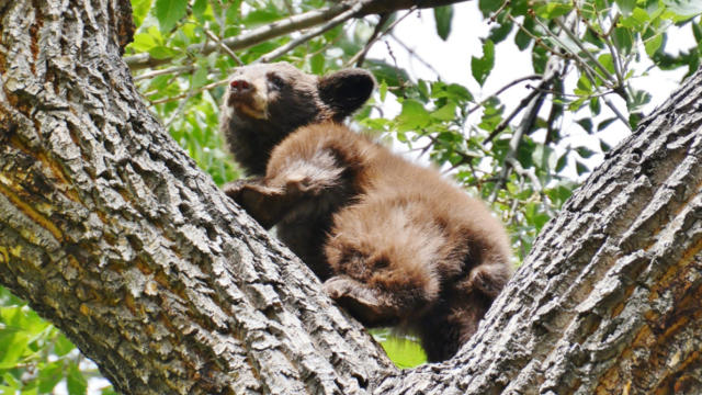 CSprgs-Bear-Cubs-3-2nd-cub-from-CPW-SE-Region-tweet.png 