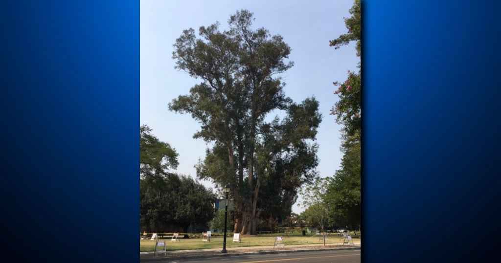 150-Year-Old, Massive Eucalyptus Tree In Pleasanton Set To Be Cut Down ...