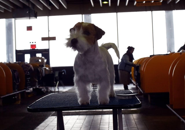 US-WESTMINSTER DOG SHOW 