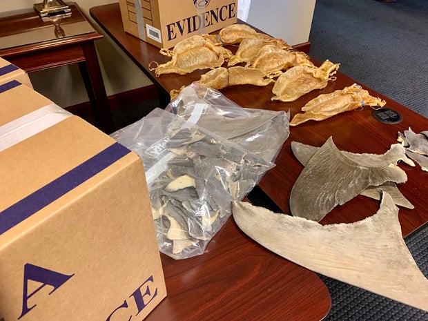 apex_seized_shark_fins_totoaba_bladders