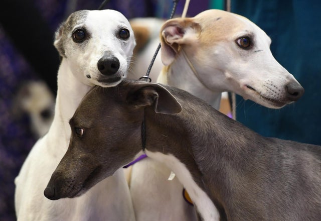 US-WESTMINSTER DOG SHOW-WHIPPETS 