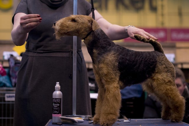 BRITAIN-ANIMAL-CRUFTS 