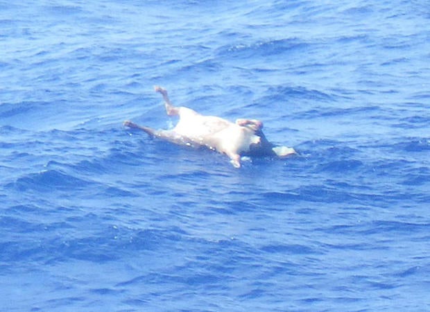 2nd survivor rescued after ship with 43 crew and 5,800 cows sinks off