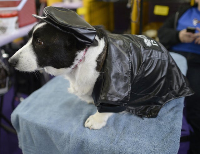 US-WESTMINSTER DOG SHOW 