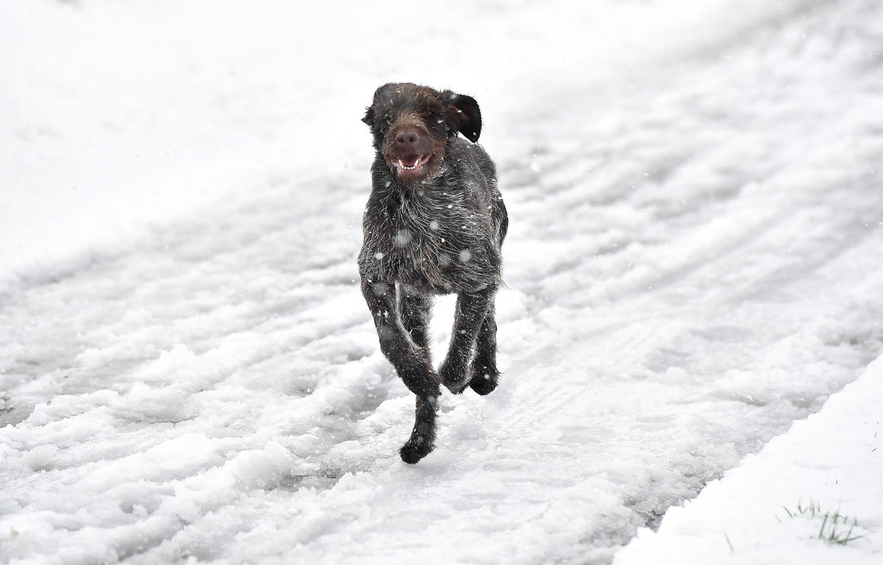 The most popular dog breeds in America