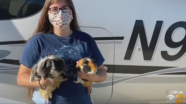 guinea-pig-rescue.jpg 