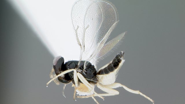 Close_up_image_of_Tamarixia_radiata-01-Photo_Credit_UC_Riverside.jpg 