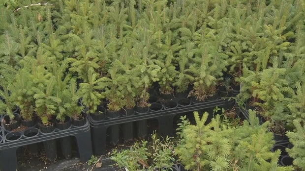 CSU TREE SEEDS 5PKG.transfer_frame_554 