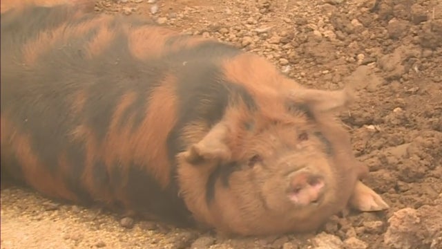 berry-creek-pig.jpg 