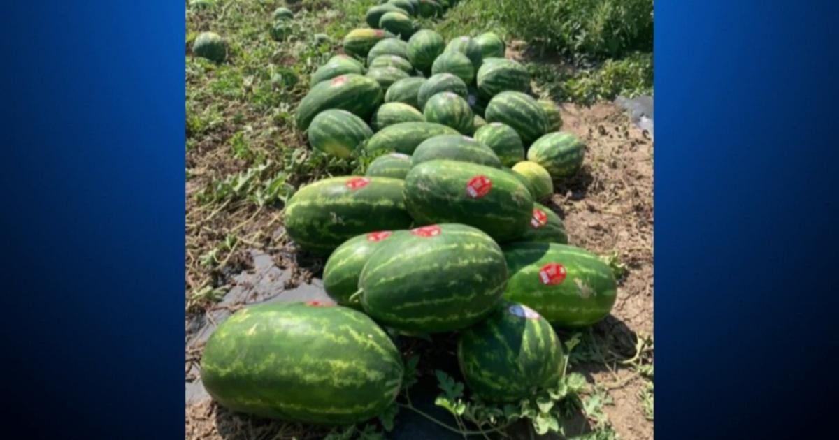 Rocky Ford Growers Association Makes Huge Watermelon Donation To Food