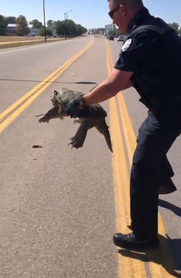 snapping turtle rescue 