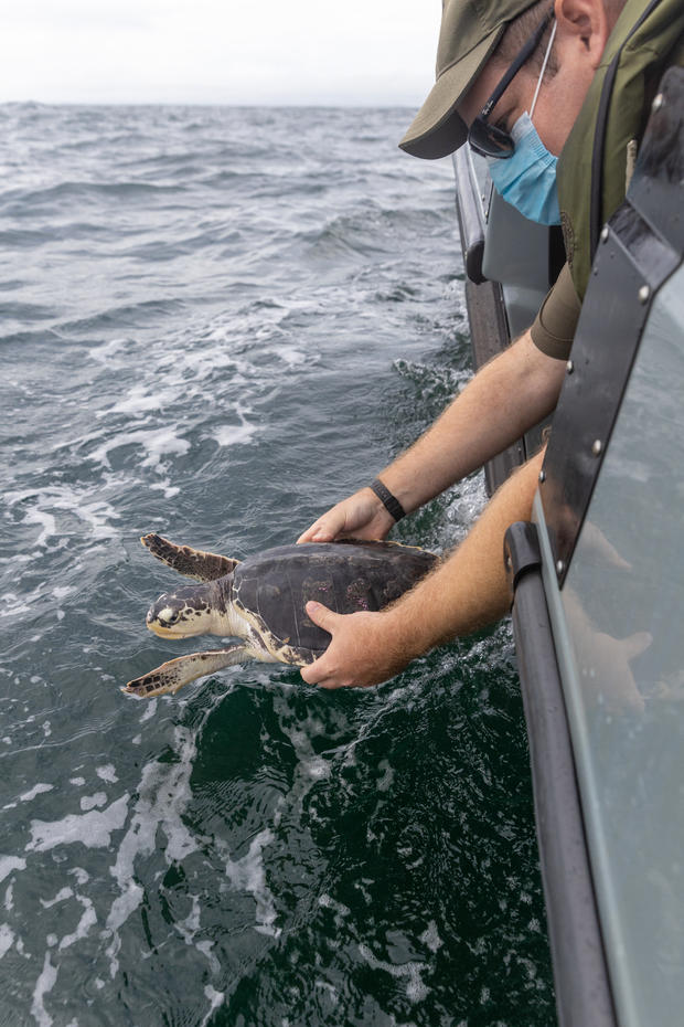 Turtle Release | Ocean CIty Offshore | September 9, 2020 