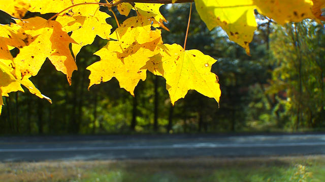 Fall-Colors.jpg 