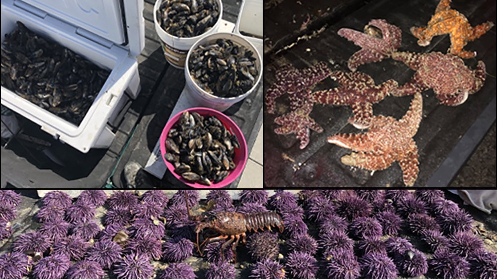 45 Charged With Poaching Overharvesting Mussels Turban Snails Sea 