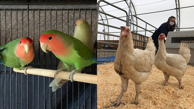 mspca-bird-adoption.jpg 