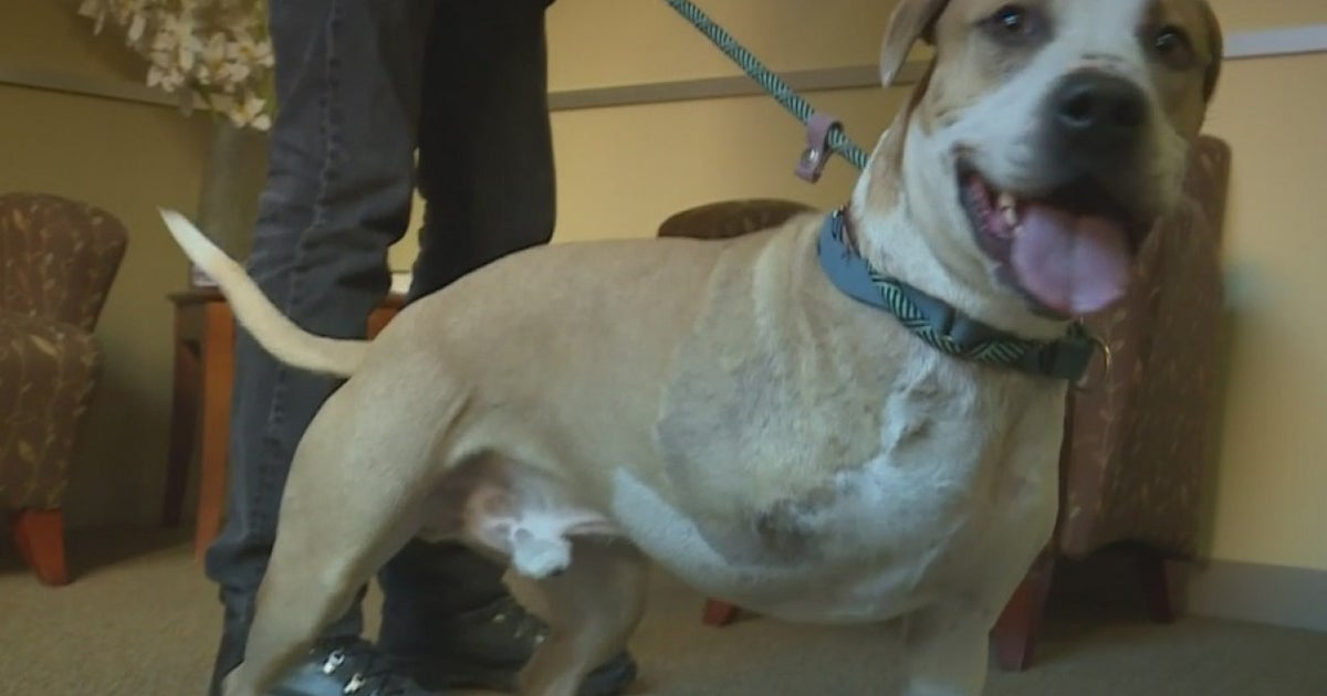 Dog Day Out Program Bonds Pups At Bradshaw Animal Shelter With