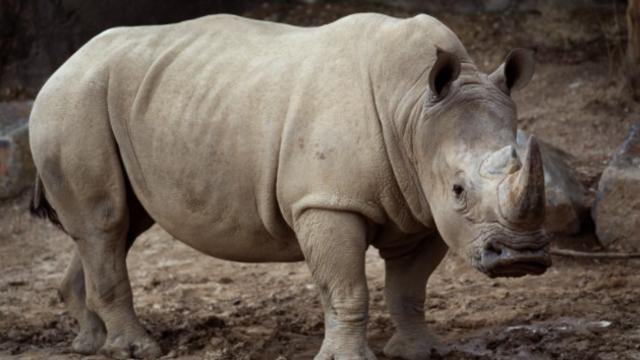 Stubby-The-Rhino.jpg 