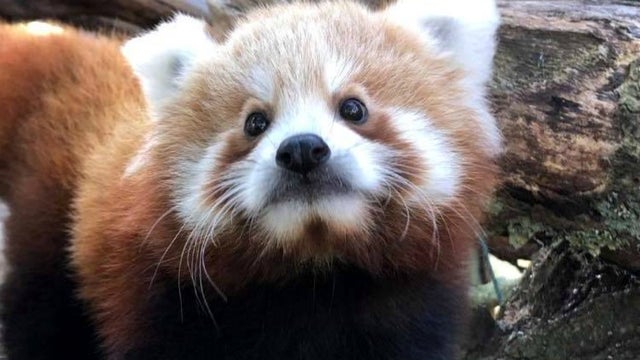 redpanda.jpg 