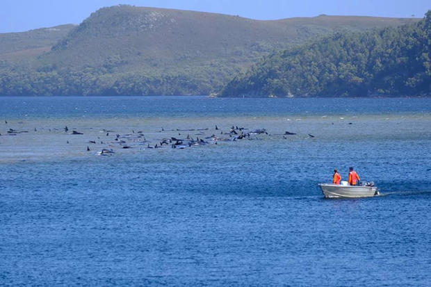 Stranded pilot whales are seen in Macquarie Heads 