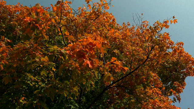 Fall-Colors-1.jpg 