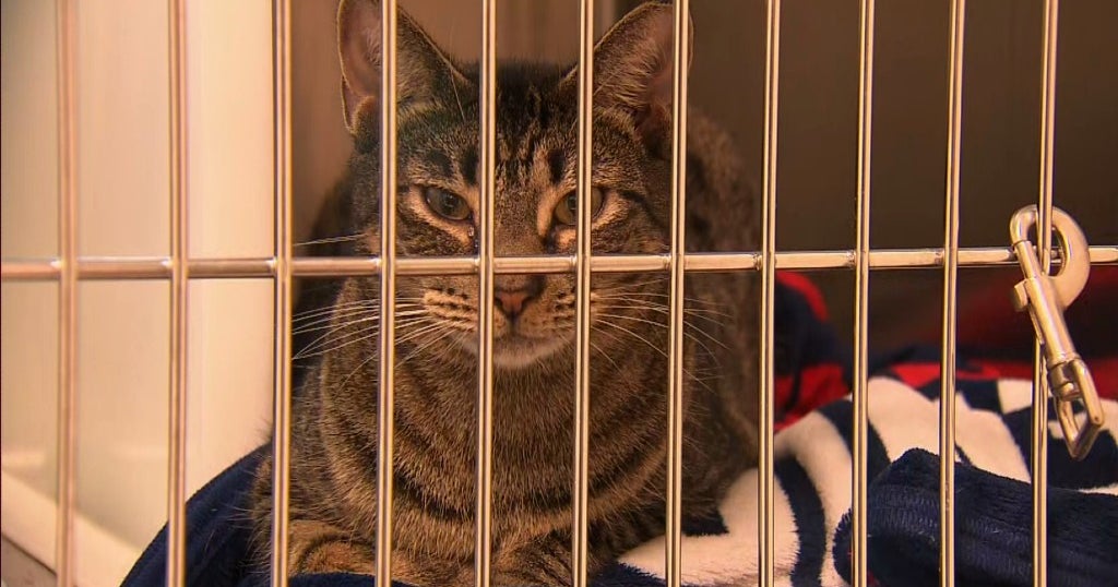 Dozens Of Pets Transported From Virgin Islands Up For Adoption Through