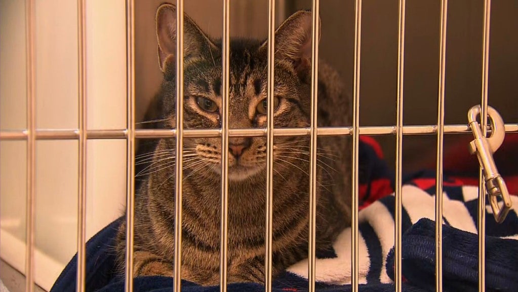 Dozens Of Pets Transported From Virgin Islands Up For Adoption Through