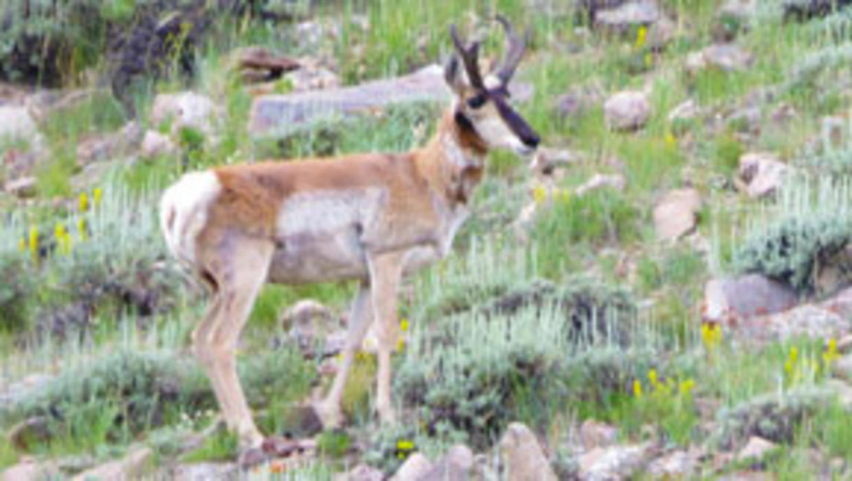 Pronghorn Poaching Case Solved, Thanks To Colorado K9 - CBS Colorado