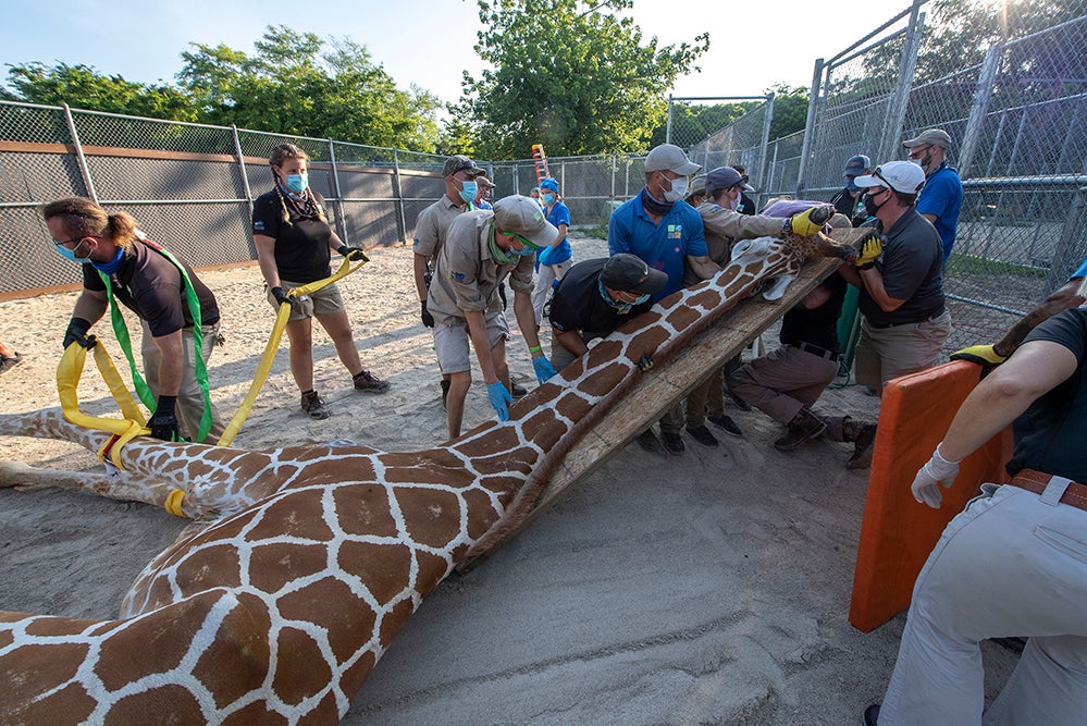 PIX Pongo The Giraffe Undergoes Procedure To Repair Fractures