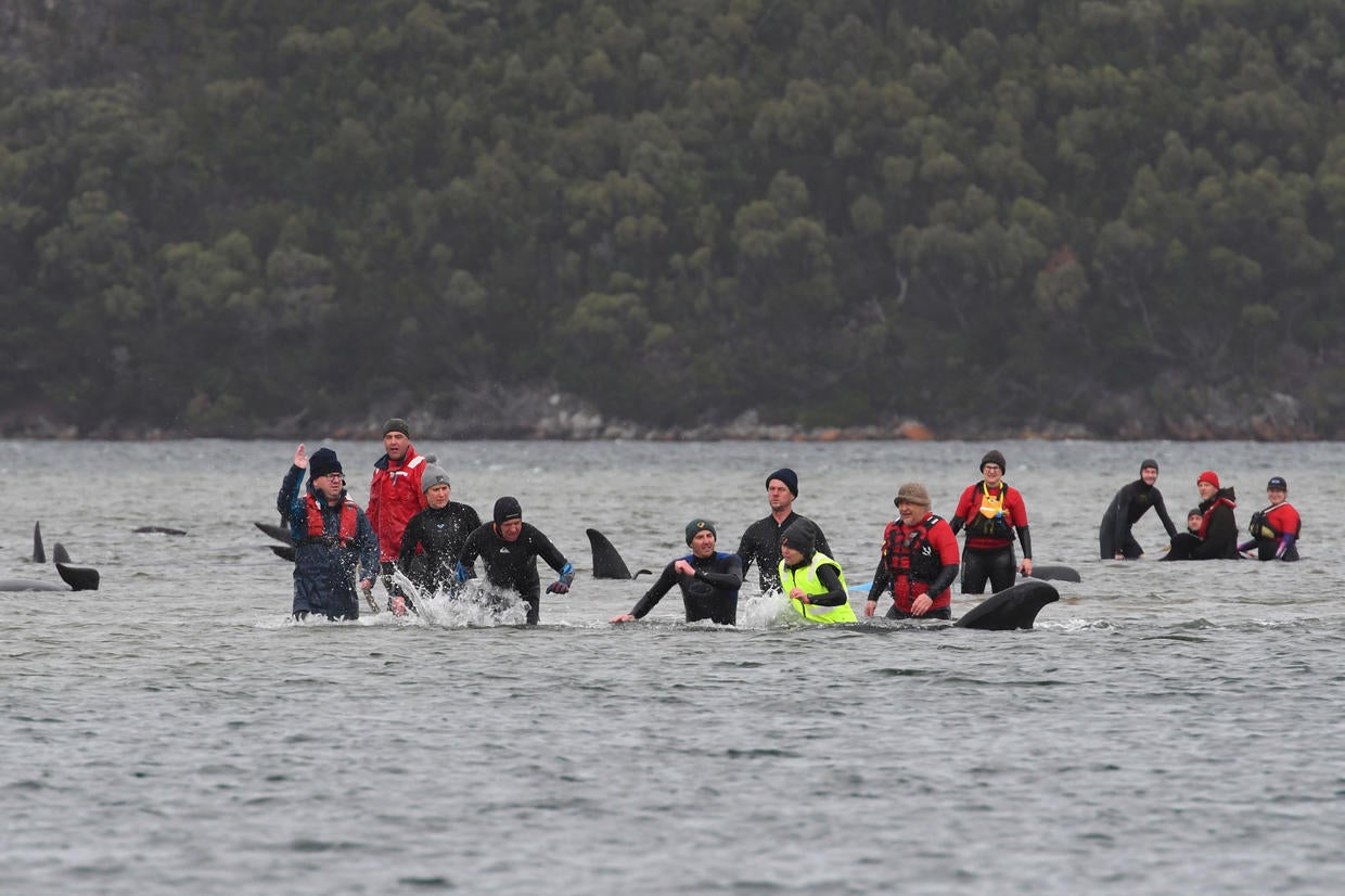 At Least 380 Whales Dead In Mass Stranding In Australia - CBS News