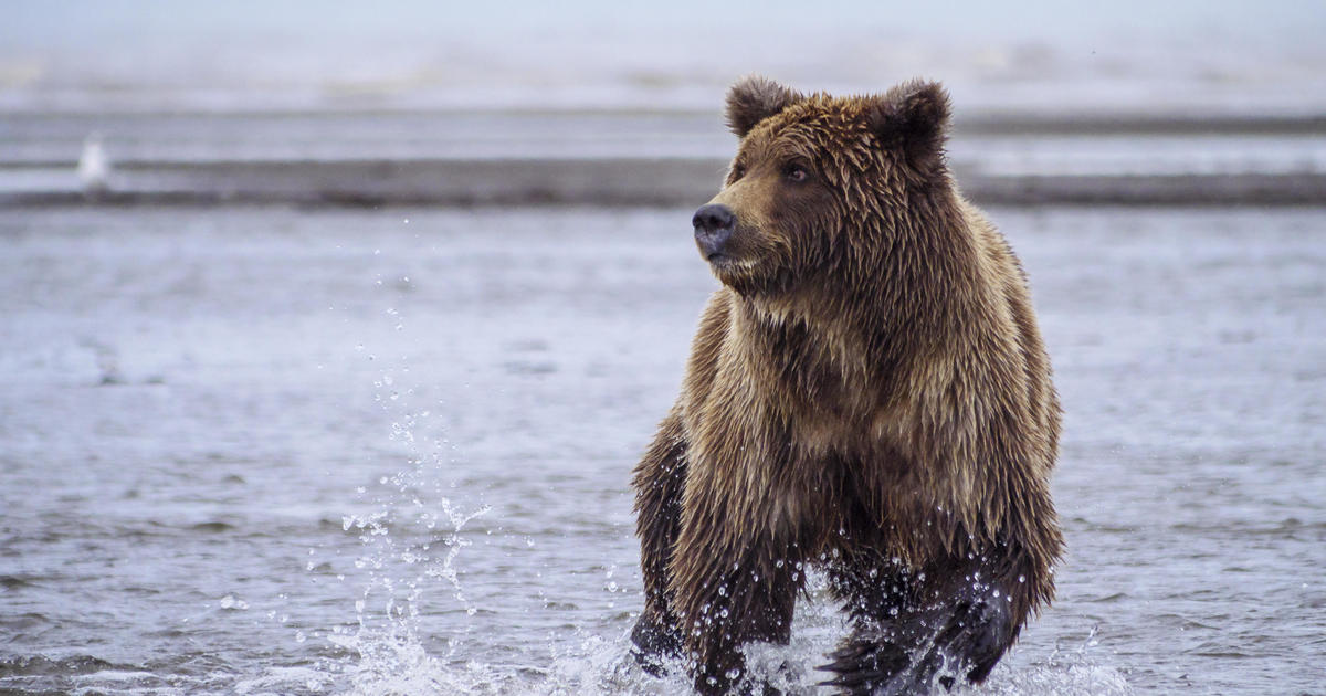 Grizzly Battleground (Full Episode)  Alaska's Grizzly Gauntlet 