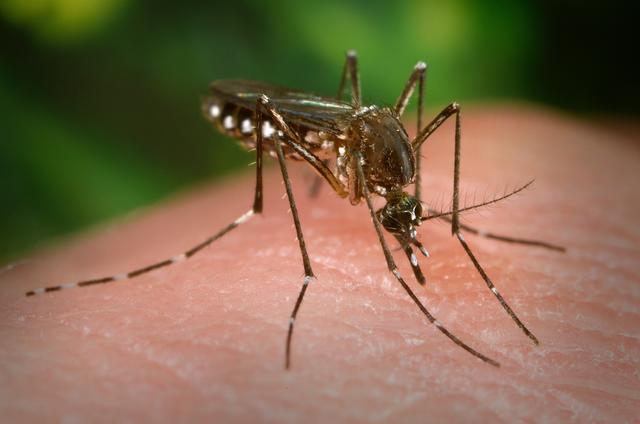 Ankle-biter' mosquito now a permanent resident of Kern