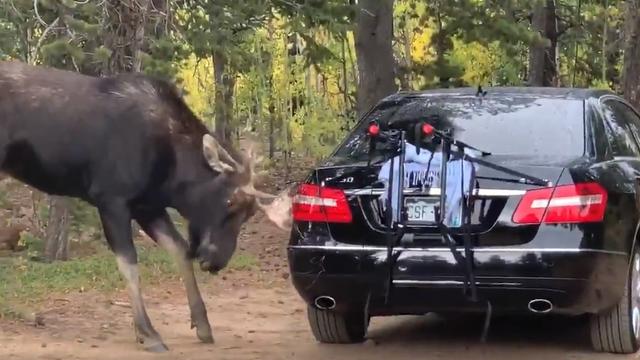 moose-attacks-car.jpg 