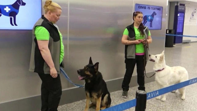 Airport-COVID-Dogs.jpg 