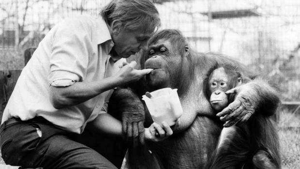 David Attenborough with orang utan and her baby at London Zoo 
