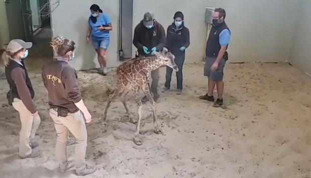 baby giraffe gets help 3 