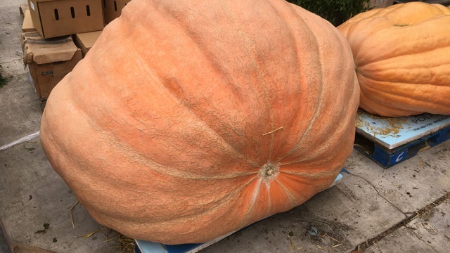 0928patriotpumpkin.jpg 