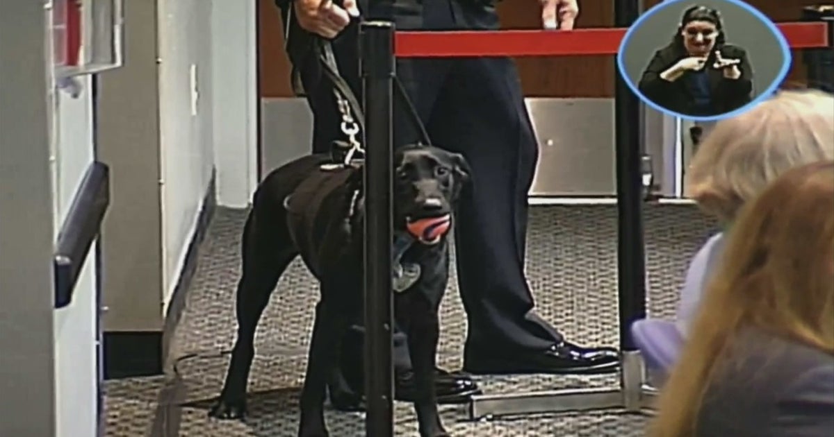 Broward Could Soon Allow Trained Dogs To Sniff For Guns At Schools