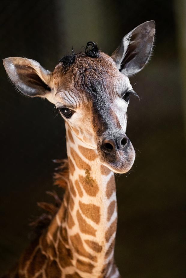 baby giraffe good pic 