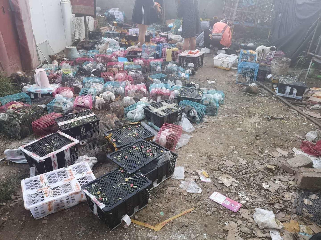 china-dead-pets-dameng.jpg 