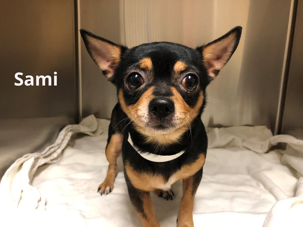 Chihuahuas Rescued From Apartment In Colorado Springs Now Up For