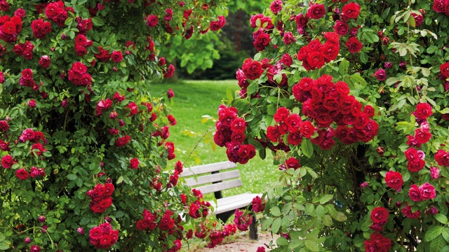 rose-bush.jpg 