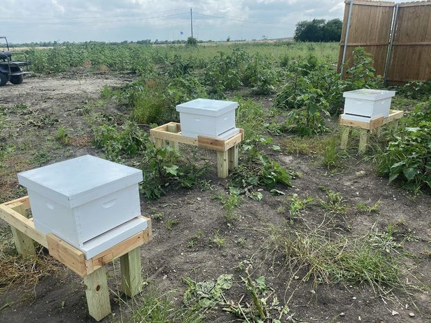 MedCityMcKinney_HoneyBees (2) 