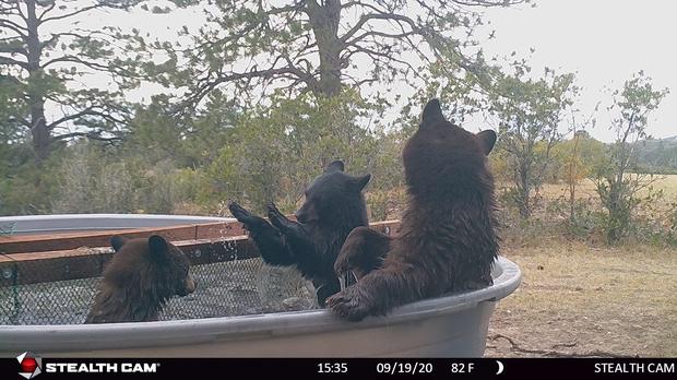 A family of bears splashes, soaks and cuddles in a water tank at the Highlands Ranch Backcountry Wilderness Area 