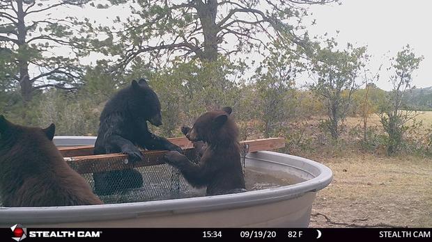 bear-cubs-talking-1.jpg 